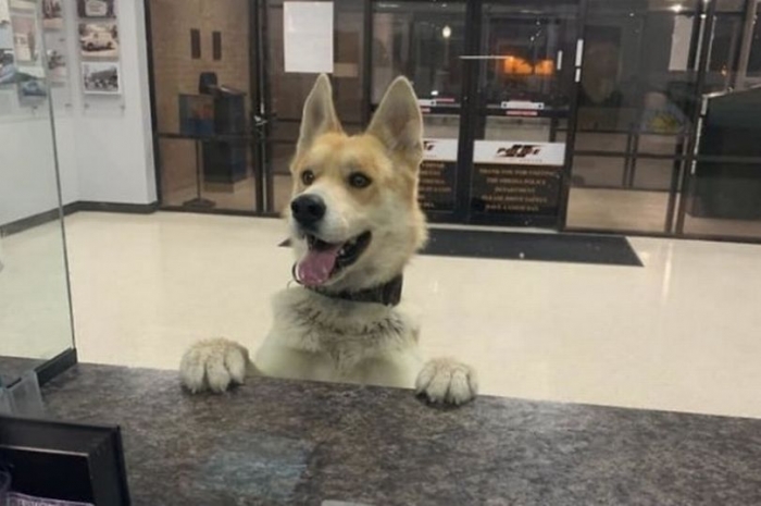 Очаровательная собака отправилась в местный полицейский участок, чтобы сообщить о том, что она потерялась
