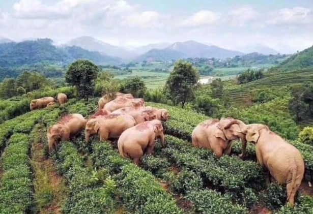 Слоны ворвались на ферму и самоизолировались, напившись виски
