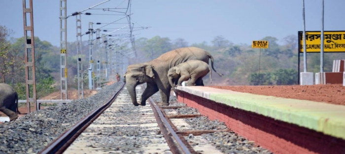Слоны так боятся пчел, что в Индии транслируют жужжание, чтобы слоны держались подальше от ж/д путей