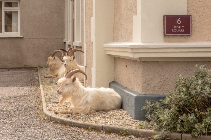 Валийским городом овладело стадо коз. Они ходят по пустынными улицами, а жители спрятались от Ковид-19
