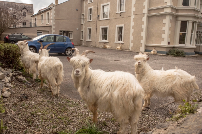 Валийским городом овладело стадо коз. Они ходят по пустынными улицами, а жители спрятались от Ковид-19