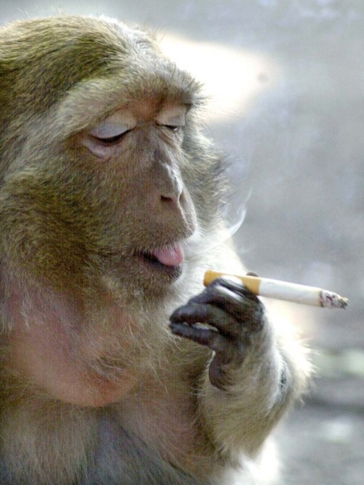 Обезьяны стали курить сигареты одну за другой, когда по миру началась коронавирусная паника