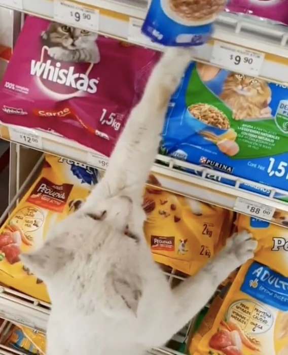 Умная бездомная кошка ведет женщину в магазин - затем указывает на еду, которую она хочет