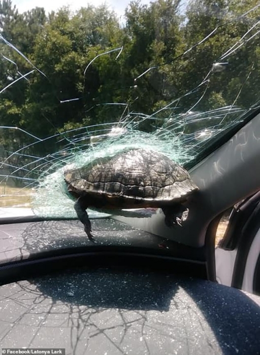 Пассажиру легкового автомобиля чуть не отсекло голову, когда черепаха влетела в лобовое стекло