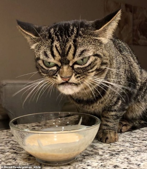 Самую недовольную кошку выбрали почти 50 000 подписчиков в Инстаграм потому что у неё самый обиженный вид