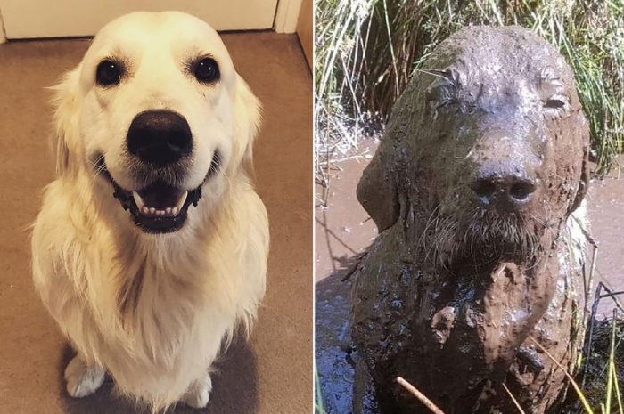 Владельцы собак делятся смешными картинками своих собак после того, как они вывалялись в грязи