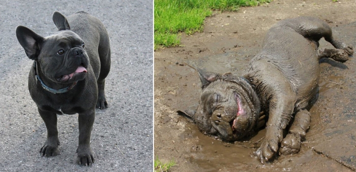 Владельцы собак делятся смешными картинками своих собак после того, как они вывалялись в грязи