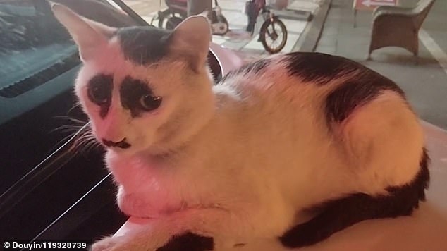 Китайская, постоянно хмурая кошка, взяла социальные медиа штурмом из-за своей уникальной расцветки её мордочки