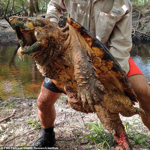 Самая большая кусающаяся (каймановая) черепаха весом в 45 кг была поймана в реке Флорида