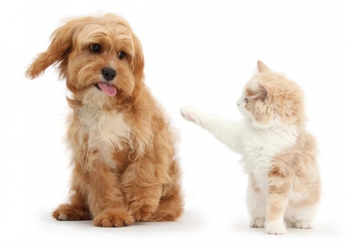 Кошки и собаки подружились несмотря на свои различия на очаровательных фото