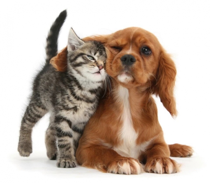 Кошки и собаки подружились несмотря на свои различия на очаровательных фото