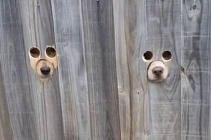 Владелец домашней собаки сделал дыры по росту собаки в заборе, чтобы пёс мог наблюдать за прохожими на улице