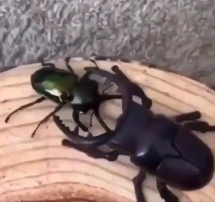 Жукоминатор. Настоящий жук борется с жуком-роботом в смертельном поединке. На кого вы поставили?