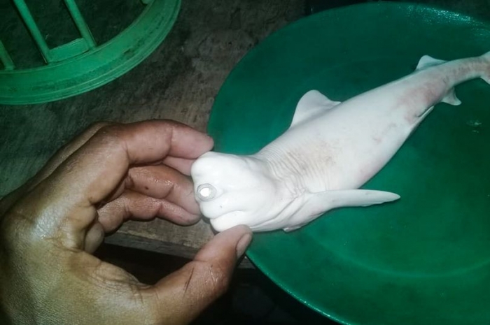 Акула-альбинос «Циклоп», с одним глазом совершенно запутала рыбаков