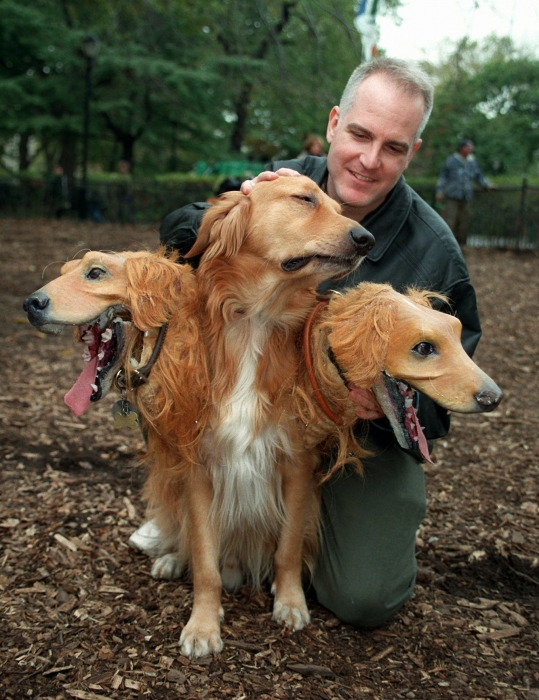 Владельцы собак дают нам посмотреть очаровательные картинки собак с фальшивыми головами на Хэллоуин