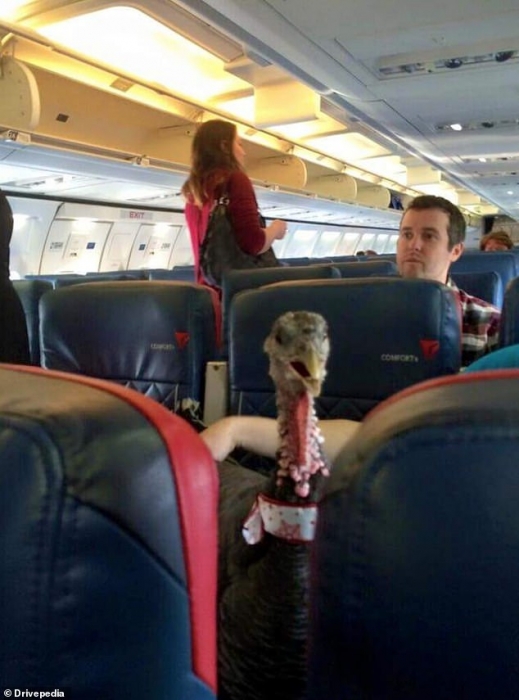 Смешные фото в социальных сетях запечатлели очень странных пассажиров самолета