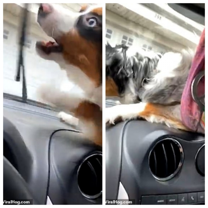 Очень смешно! Собака прыгает на приборную панель автомобиля, пытаясь поймать дворники ветрового стекла