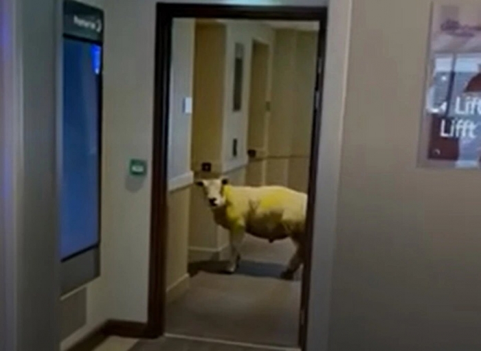 Персонал отеля был озадачен, когда они заметили овцу, ожидающую лифт в гостинице Премьер Инн в Уэльсе