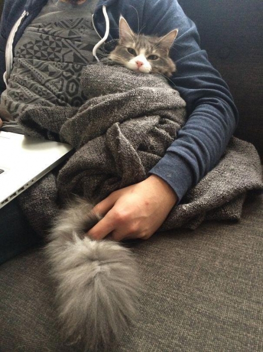 В интернете у любителей кошек появилось новое увлечение. Заворачивать своих кошек в полотенца. «Пуррито», так оно называется