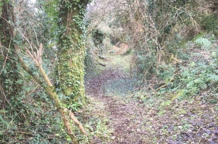 Было замечено «Лицо ведьмы» скрывающееся в деревьях призрачного леса Северного Уэльса