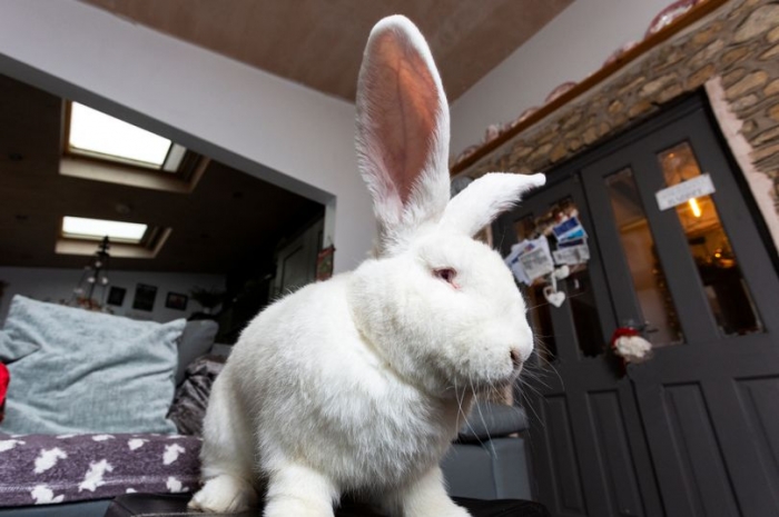 «Мой гигантский 9-килограмовый домашний кролик любит смотреть телевизор и имеет свою собственную спальню»