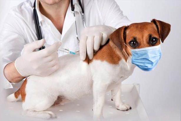 Домашние животные, вероятно, тоже должны быть вакцинированы против Ковид-19, говорят ученые