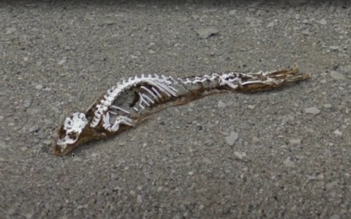 Загадка скелета неизвестного животного, обнаруженного на картах Google в Антарктиде после таяния льда
