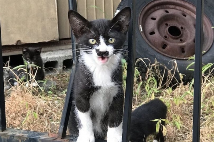 Фото бродячего котенка с маленьким рисунком кошки на мордочке стало вирусным в соцсетях