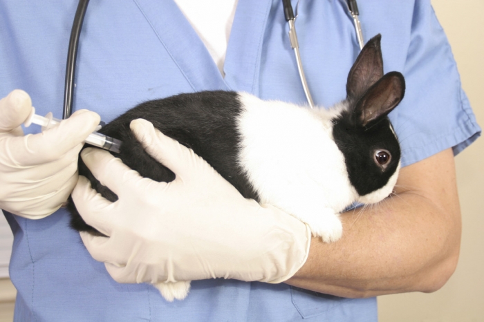 Домашние животные, вероятно, тоже должны быть вакцинированы против Ковид-19, говорят ученые