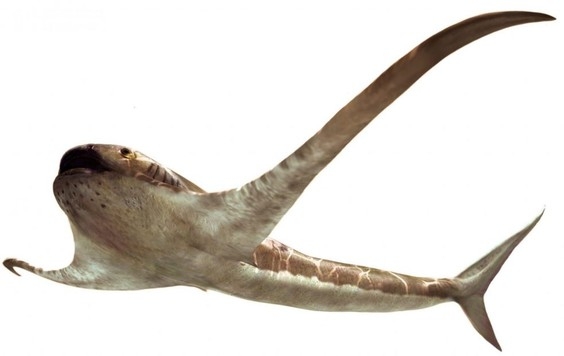 Ужасная доисторическая акула оказывается скользила по воде на длинных, похожими на крылья, плавниках