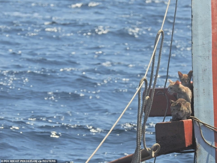 Четыре кошки были спасены с тонущего таиландского военного судна