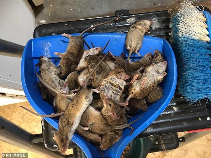 Австралию поразила «библейское» нападение грызунов: миллионы мышей и крыс вторгаются в города в сельской местности