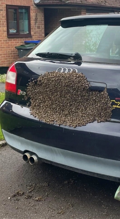 Пчелиный рой из 20 000 медоносных пчел, уселся на номерной знак автомобиля, как в «фильме ужасов»