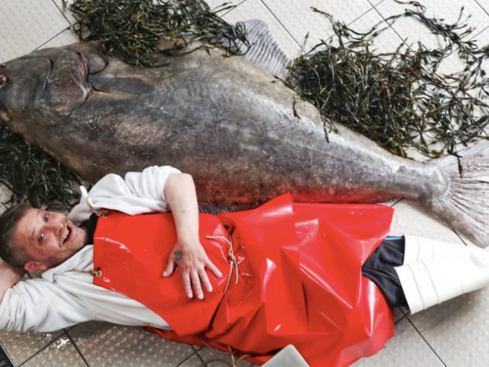 Рыботорговец ложится рядом с чудовищным уловом — палтусом весом в 76 килограмм