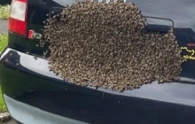   Пчелиный рой из 20 000 медоносных пчел, уселся на номерной знак автомобиля, как в «фильме ужасов»